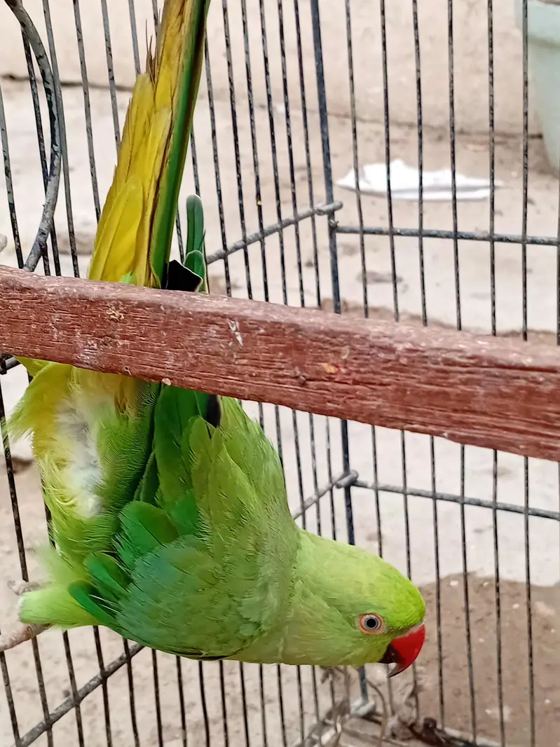 Ringneck Female For Sale — photo 3