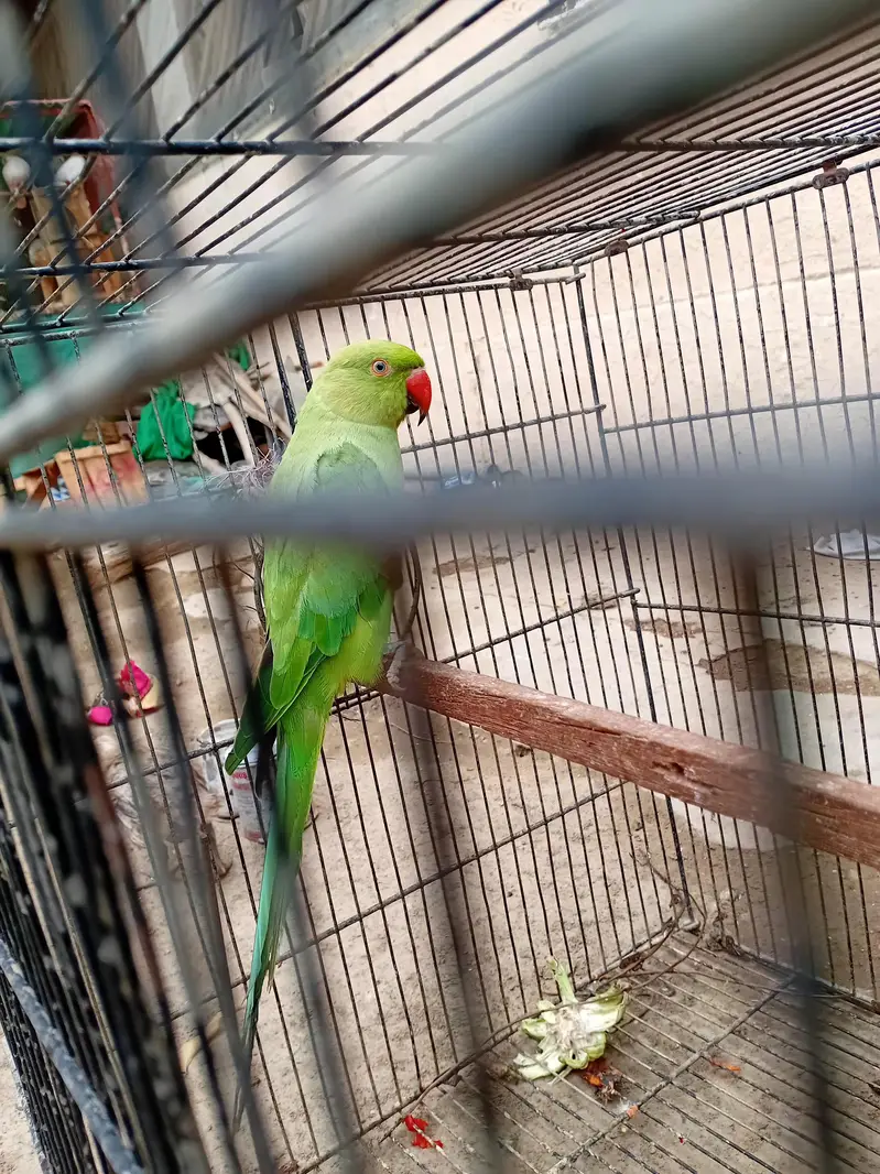 Ringneck Female For Sale — photo 4