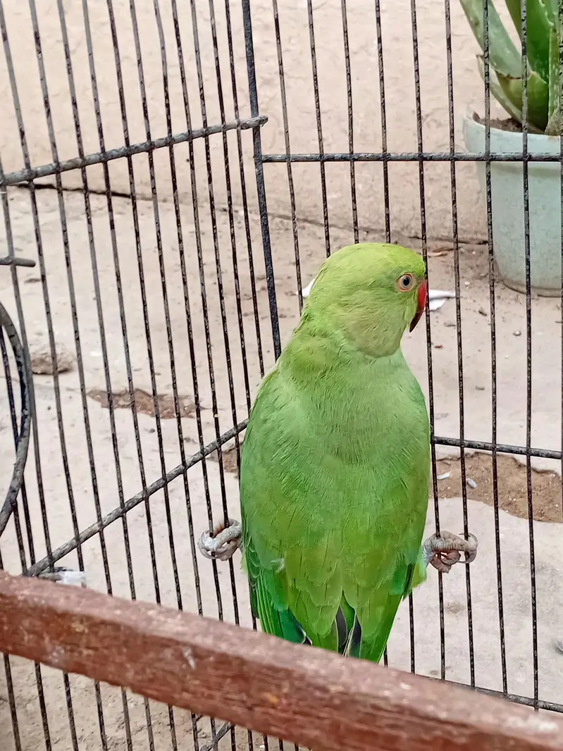Ringneck Female For Sale — photo 5