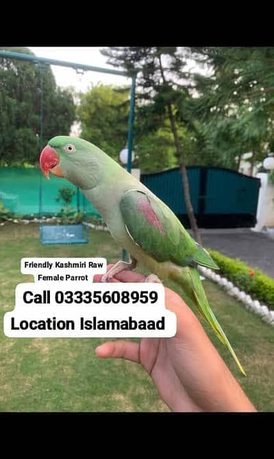 Hand Tamed Full Friendly Kashmiri Raw Female Parrot