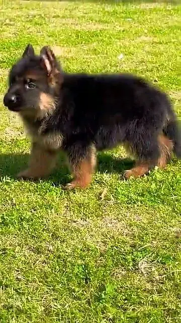German Shepherd dog for sale male my WhatsApp number — photo 2