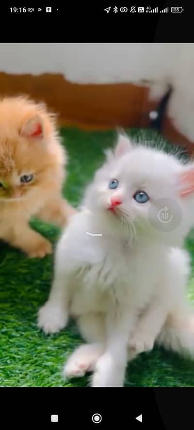 Persian cat for sale male or female WhatsApp number