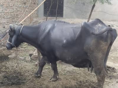 Buffalo for sale