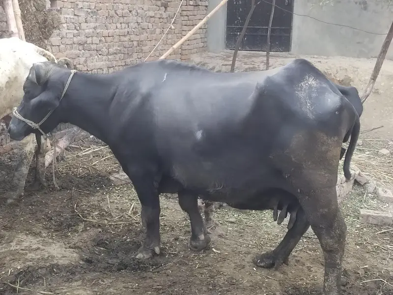 Buffalo for sale — photo 2