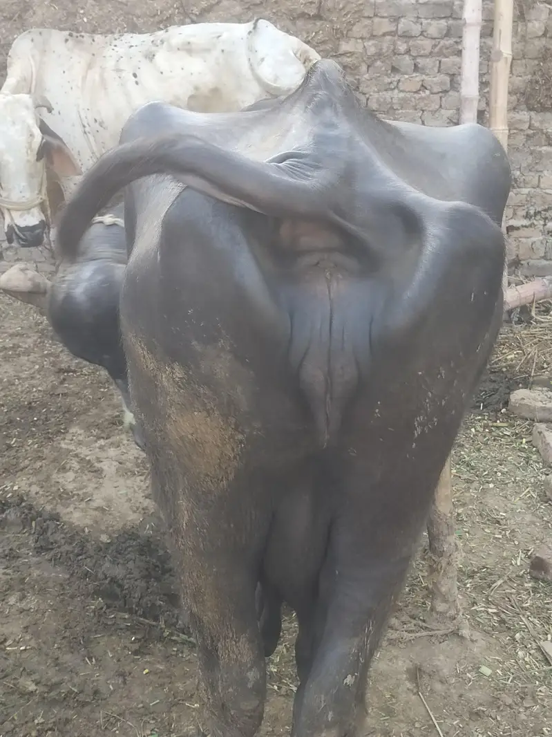 Buffalo for sale — photo 3