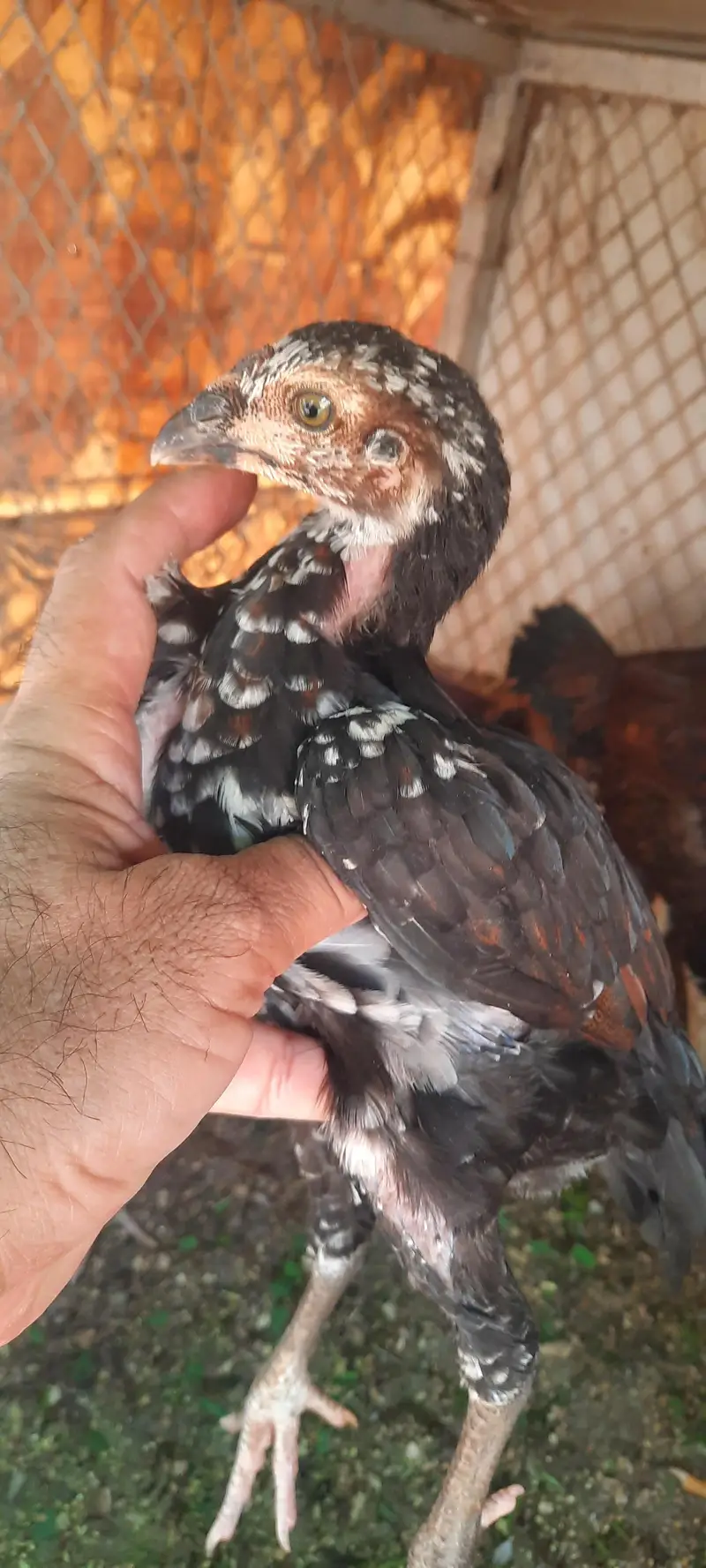 aseel chieks and eggs — photo 2