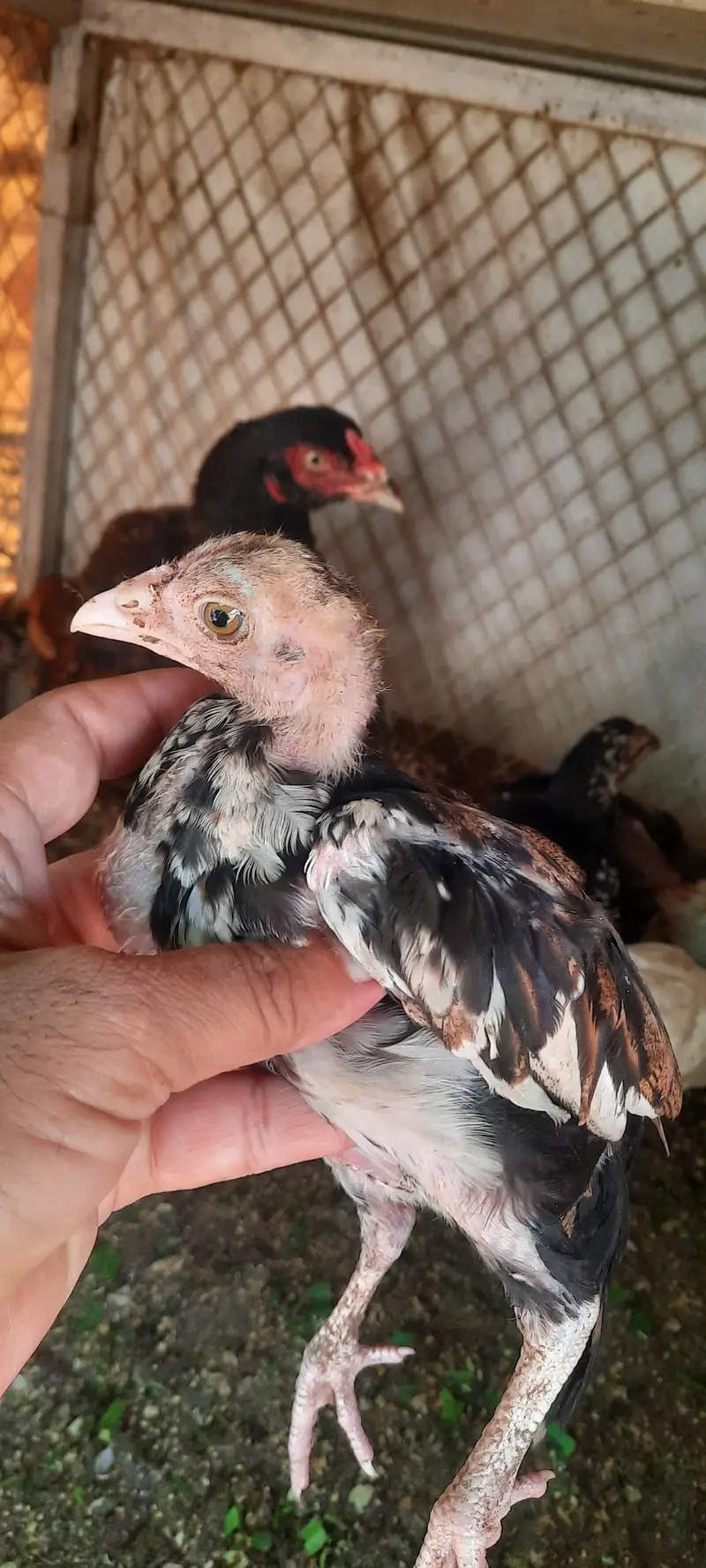 aseel chieks and eggs — photo 3