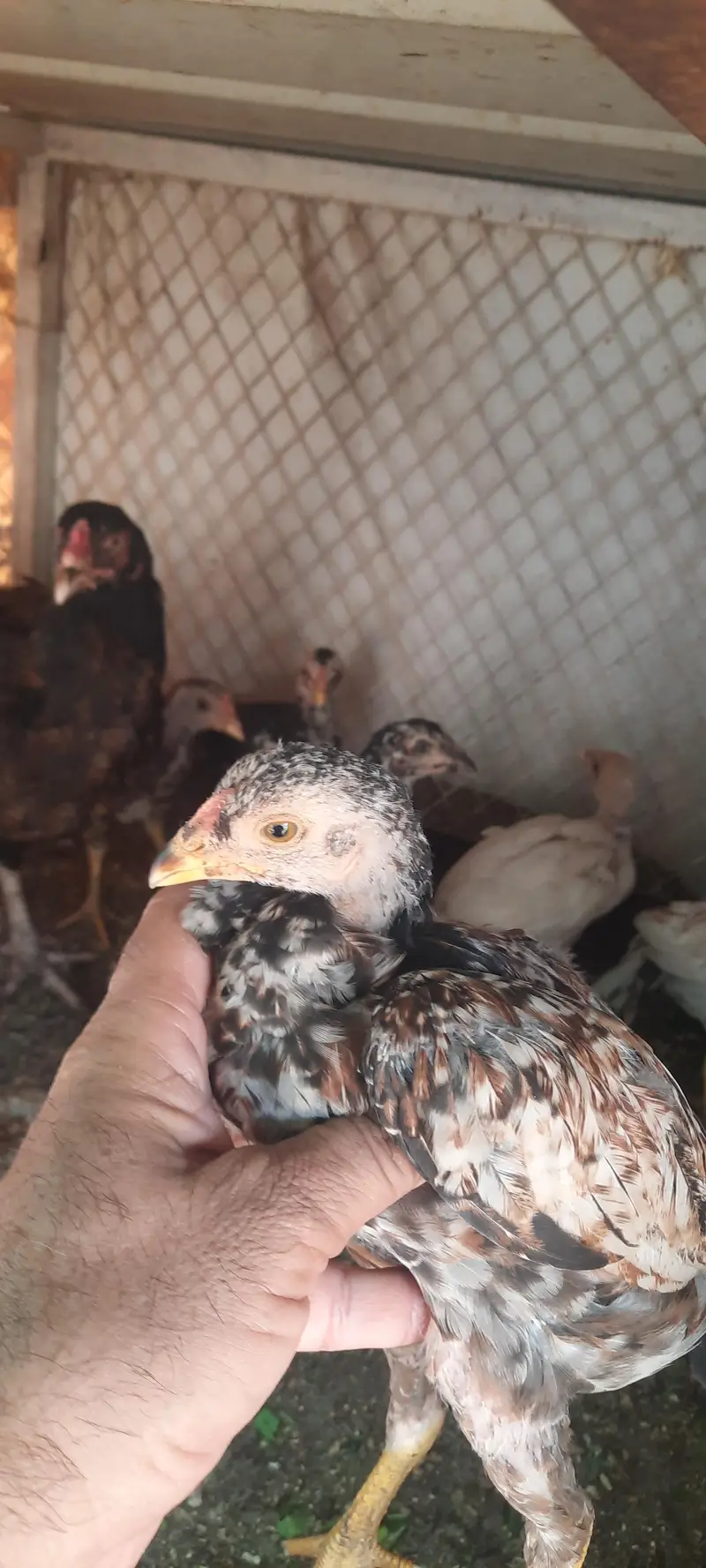 aseel chieks and eggs — photo 4