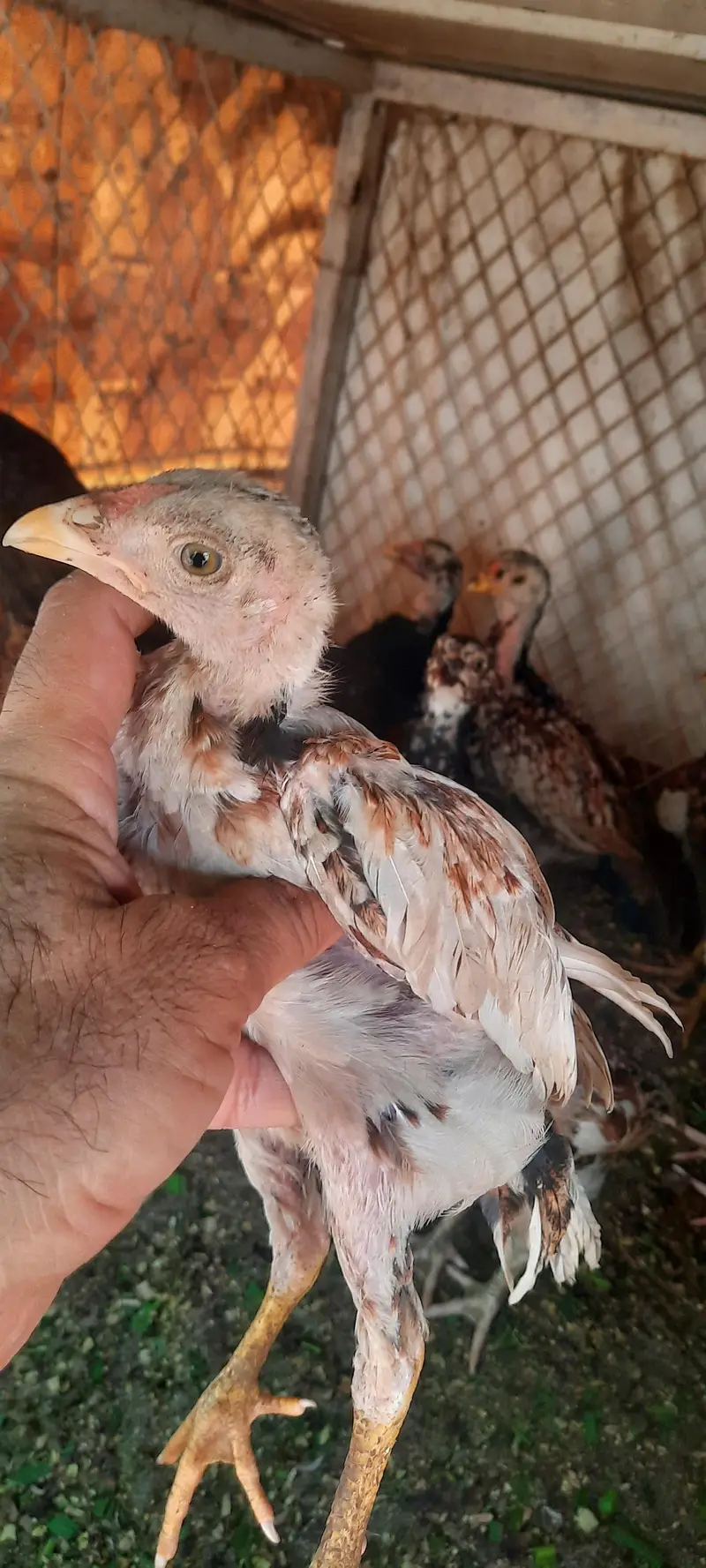 aseel chieks and eggs — photo 10