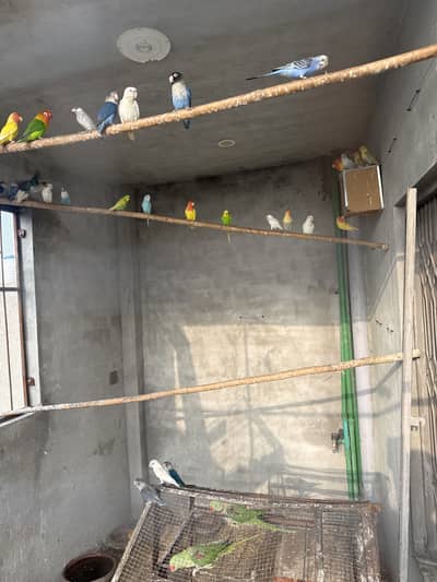 Love birds ,Albino Red eyes , Fisher,creamno All birds Mix and Active
