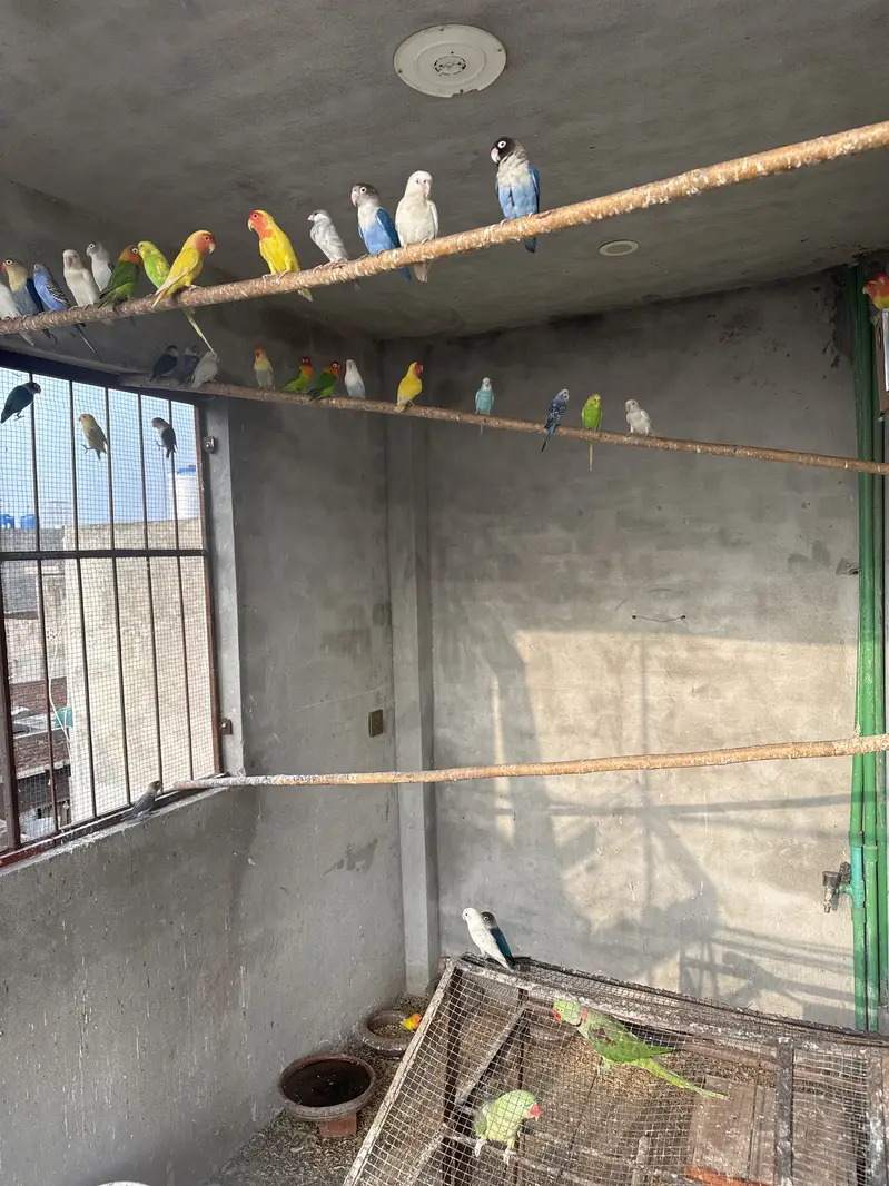 Love birds ,Albino Red eyes , Fisher,creamno All birds Mix and Active — photo 2