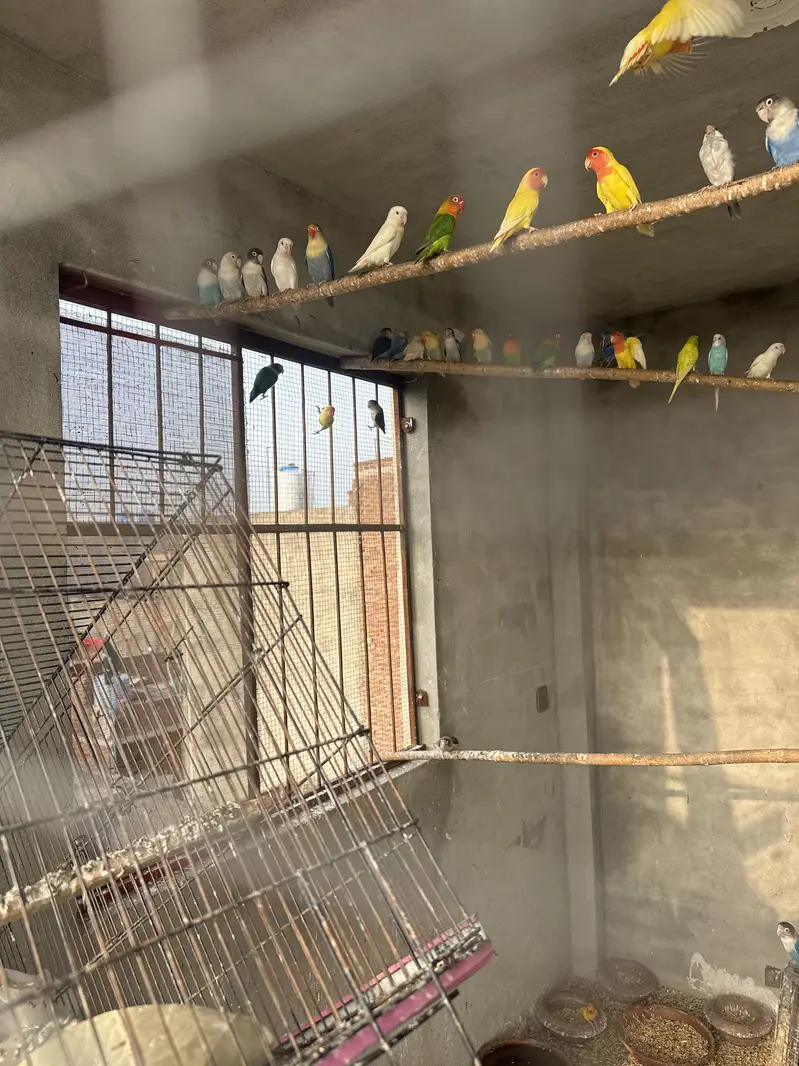 Love birds ,Albino Red eyes , Fisher,creamno All birds Mix and Active — photo 3