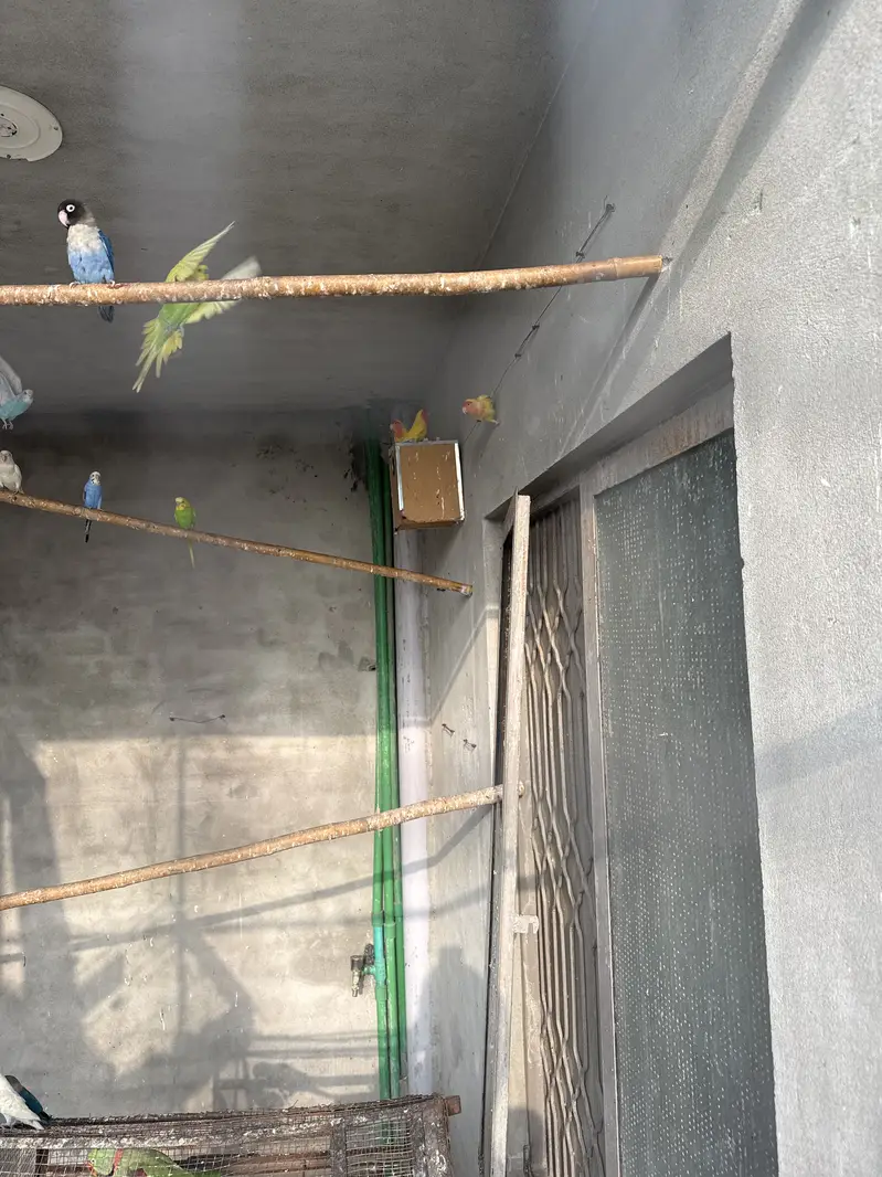 Love birds ,Albino Red eyes , Fisher,creamno All birds Mix and Active — photo 4