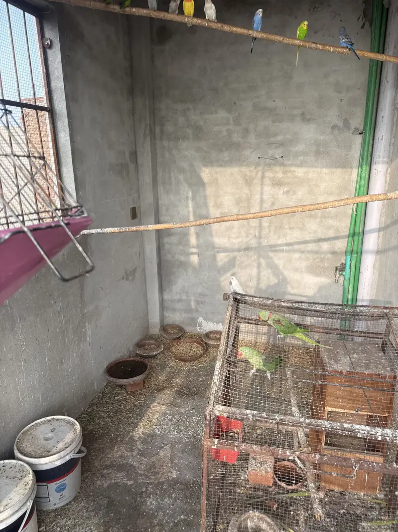 Love birds ,Albino Red eyes , Fisher,creamno All birds Mix and Active — photo 5
