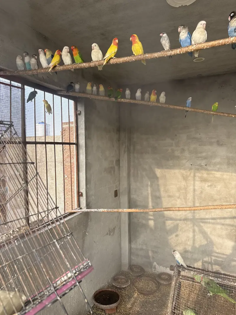 Love birds ,Albino Red eyes , Fisher,creamno All birds Mix and Active — photo 6