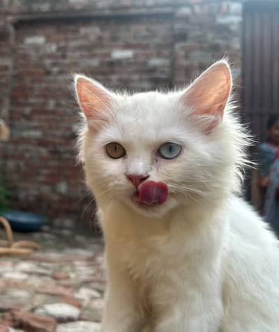 presion cat pair