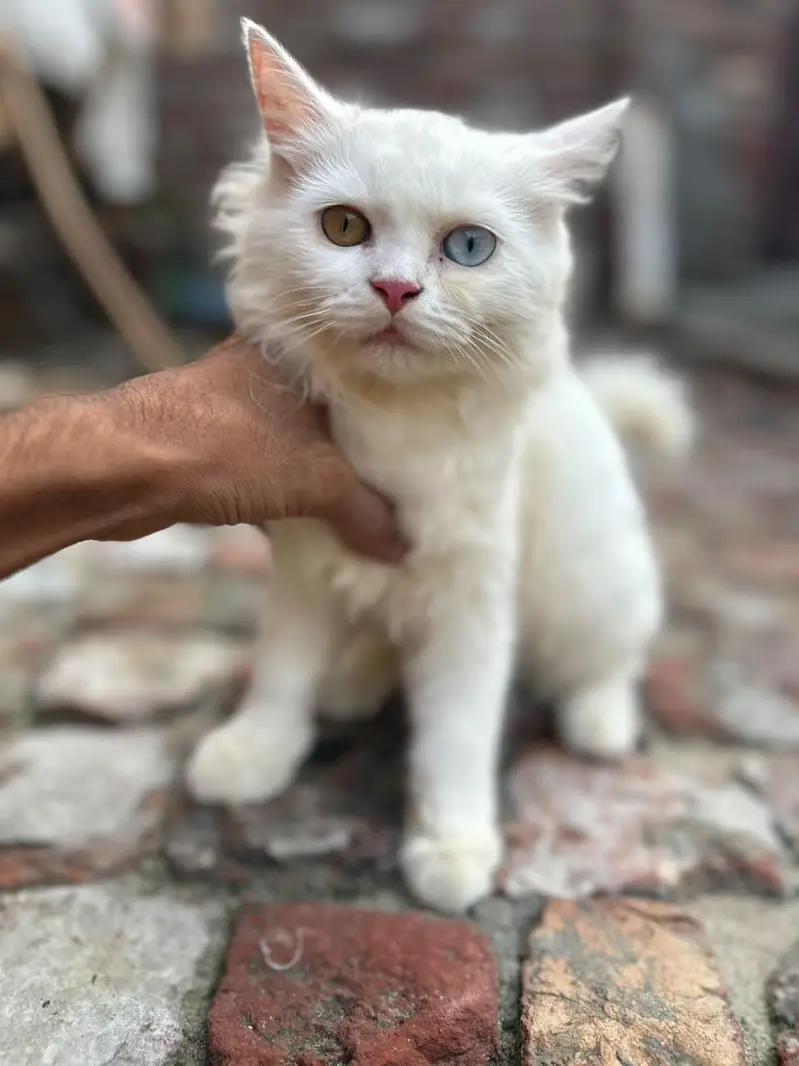 presion cat pair — photo 4