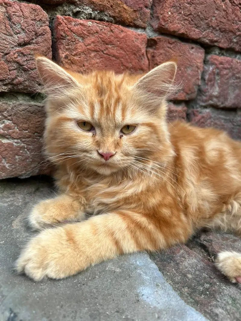 presion cat pair — photo 5