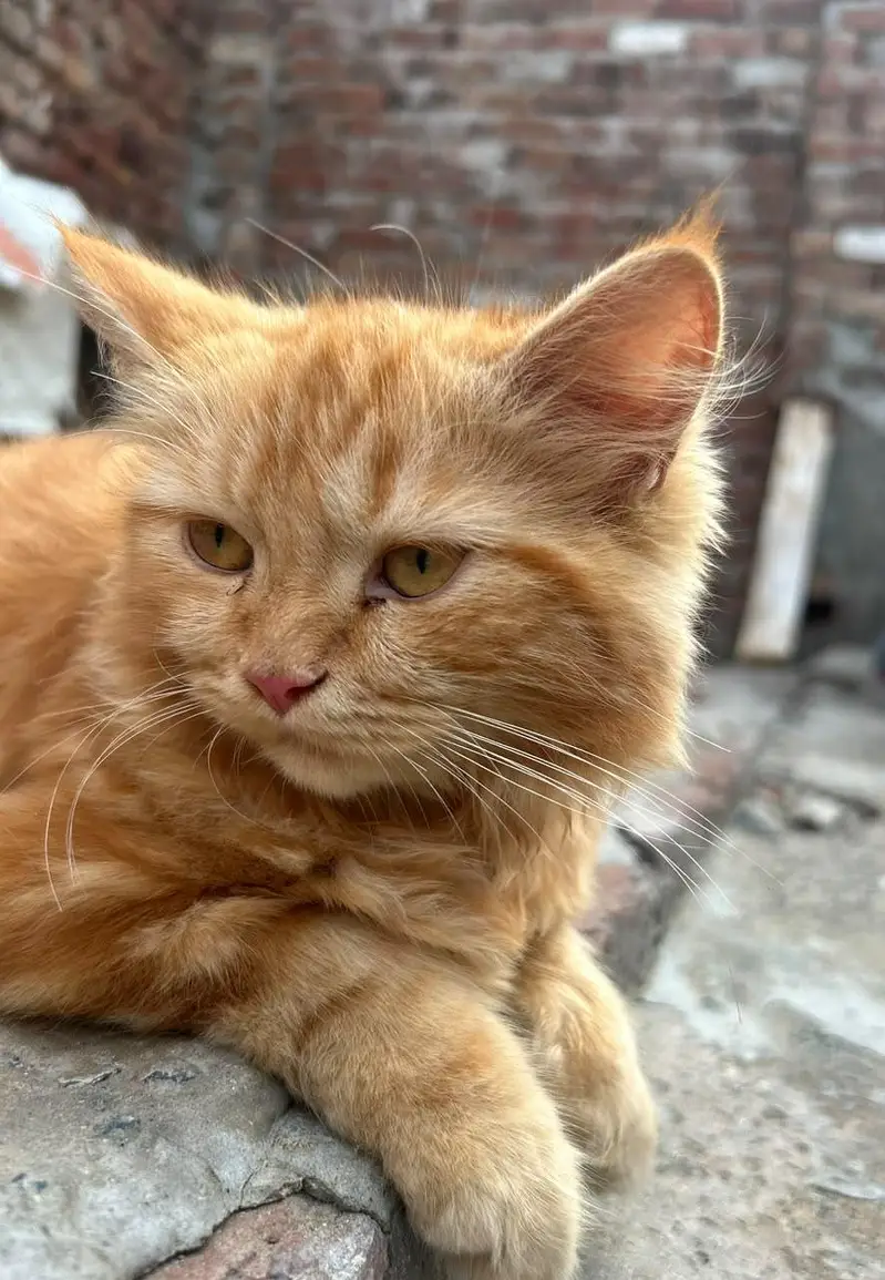 presion cat pair — photo 7