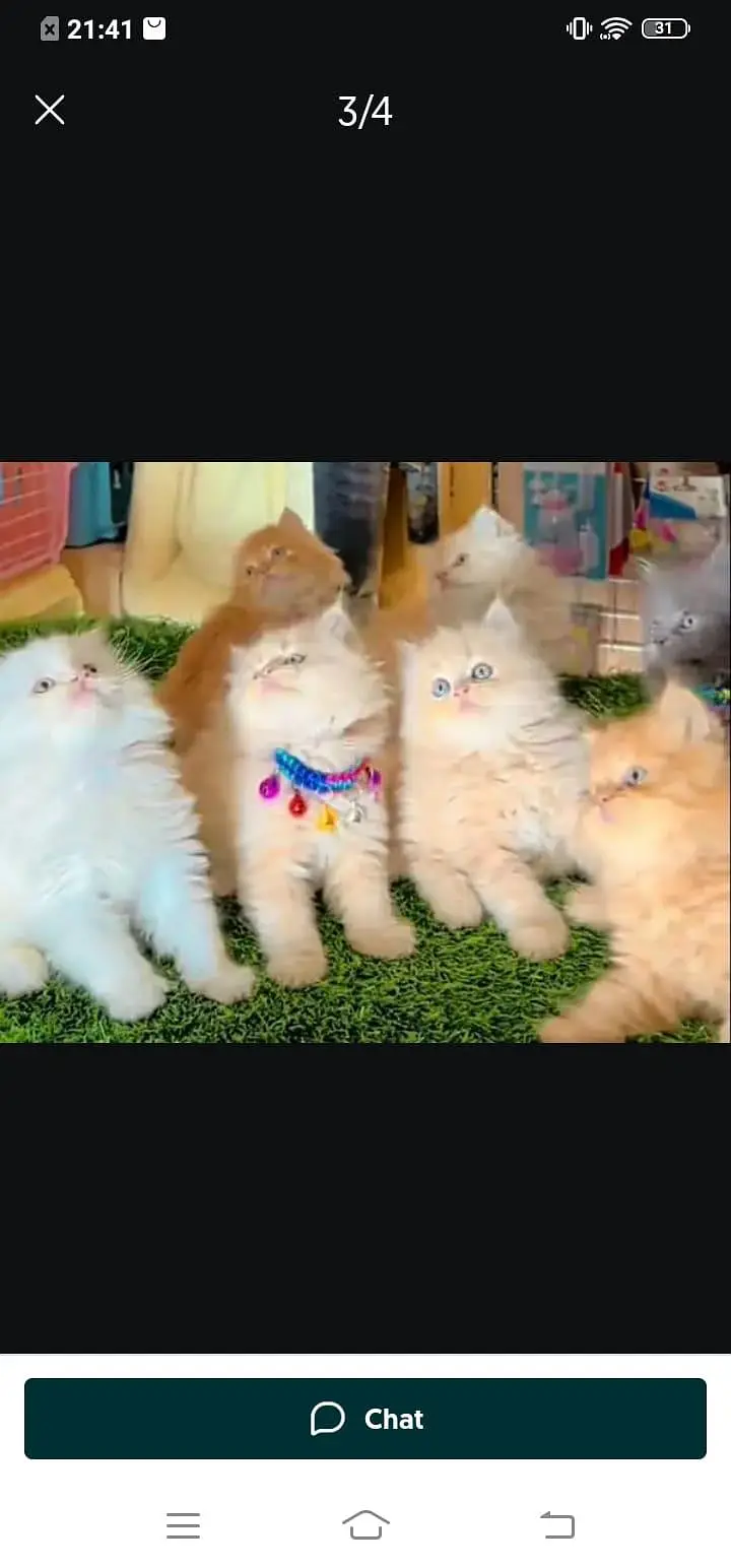 Persian cat for sale male or female my WhatsApp number — photo 2