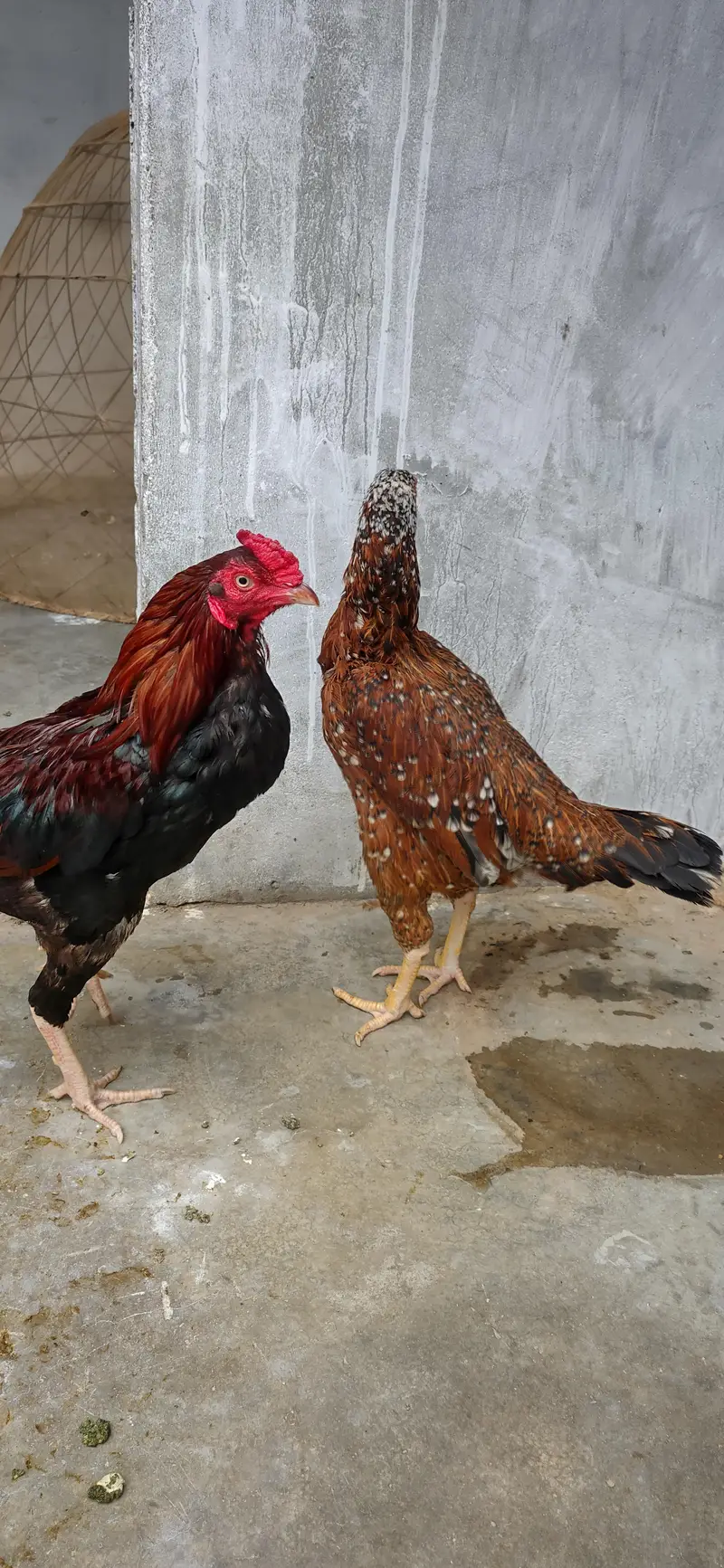 argent seel Karna hy — photo 2
