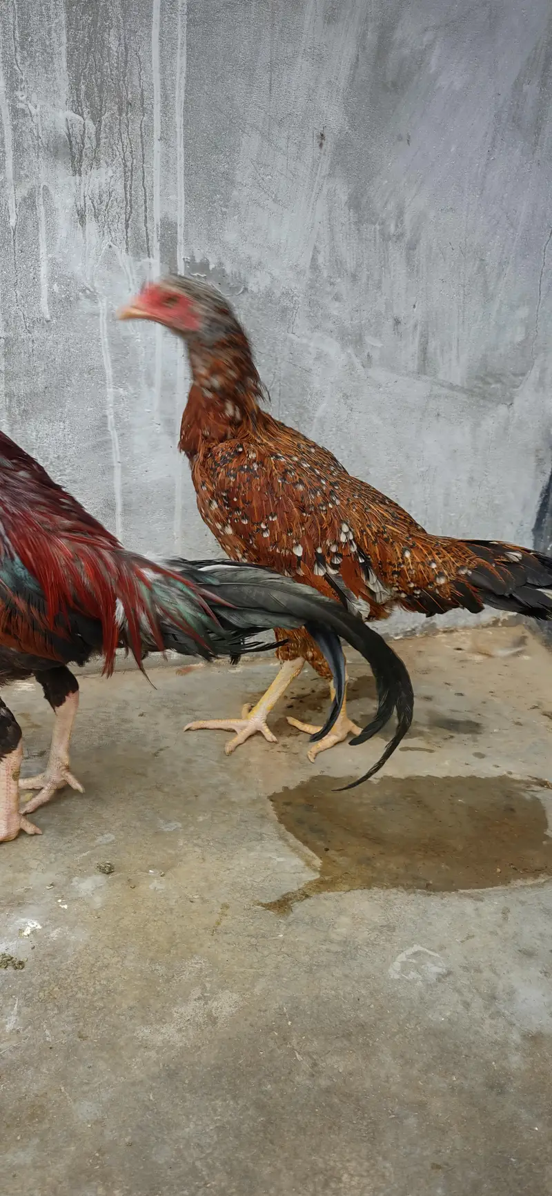 argent seel Karna hy — photo 4