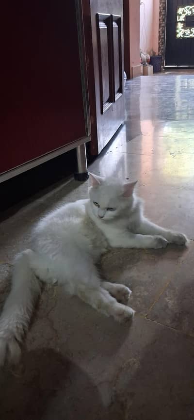 persian cat triple cot