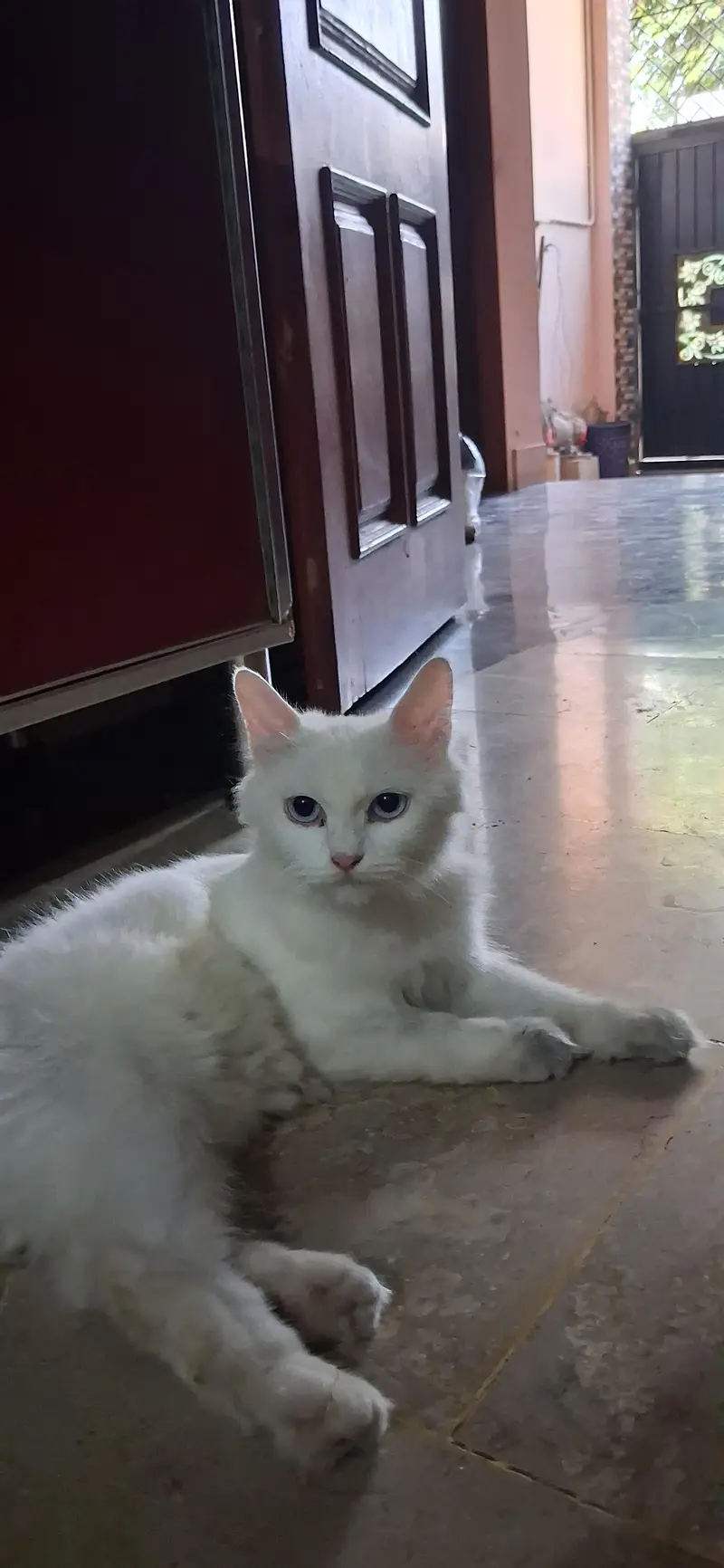 persian cat triple cot — photo 2