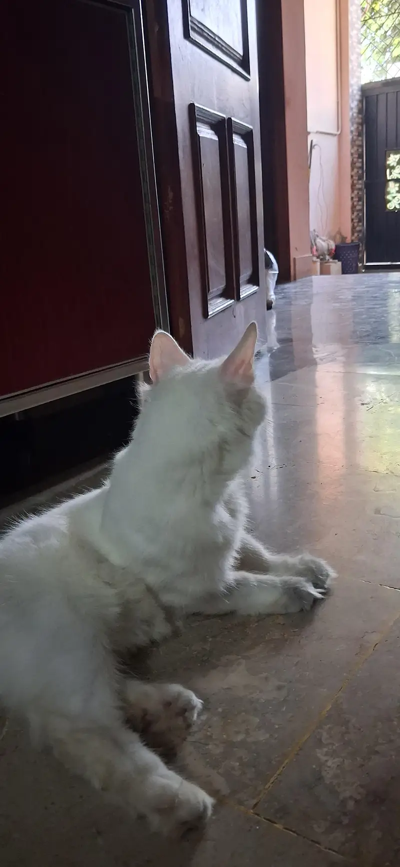 persian cat triple cot — photo 3