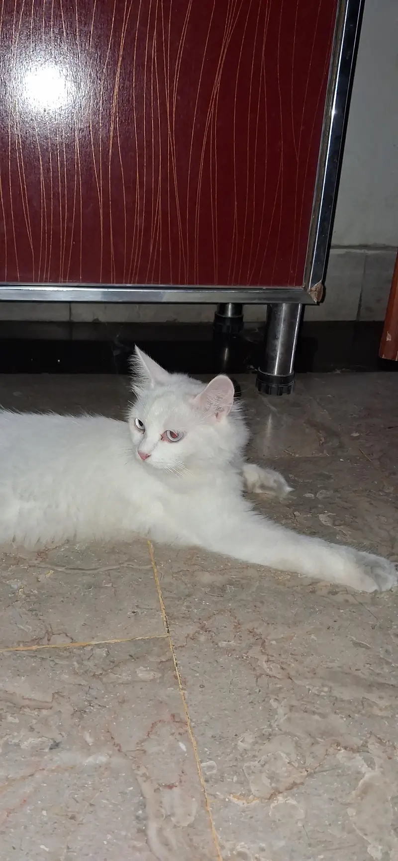 persian cat triple cot — photo 4
