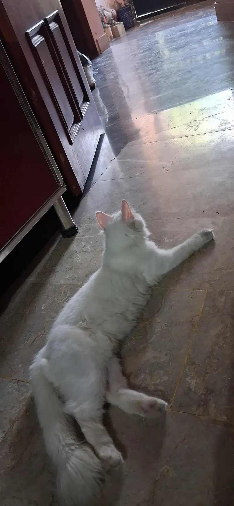 persian cat triple cot — photo 5