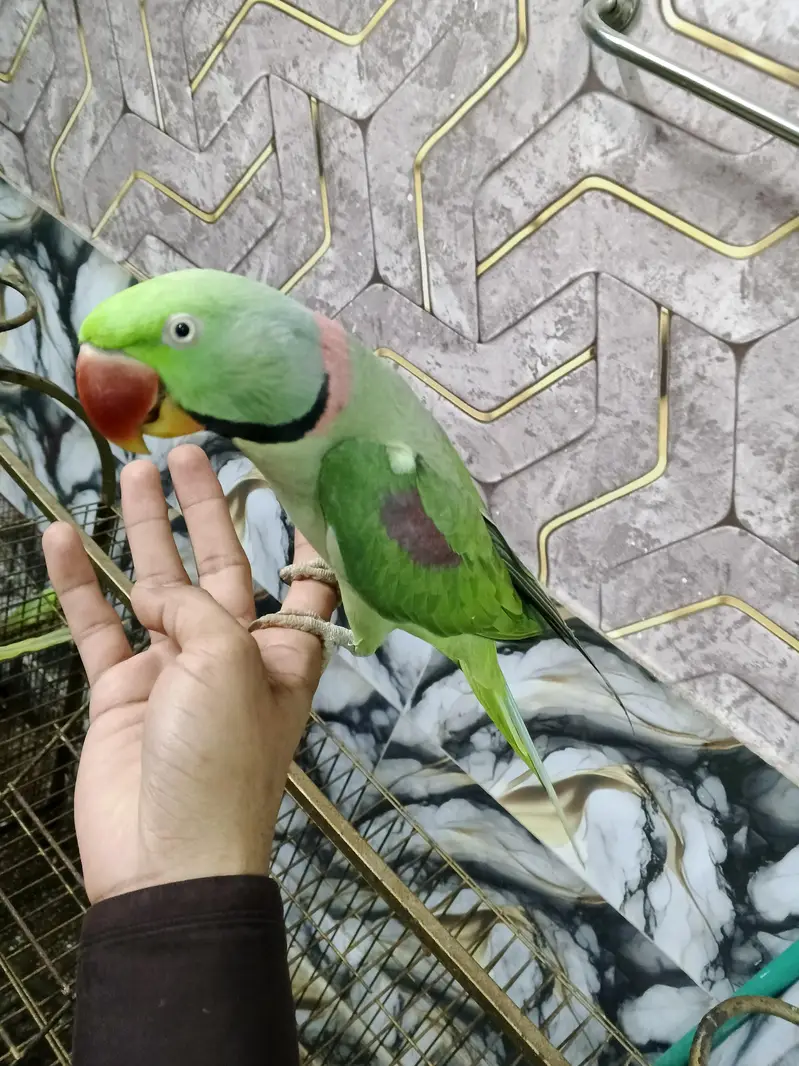 hand tame Talking and dancing parrot — photo 2