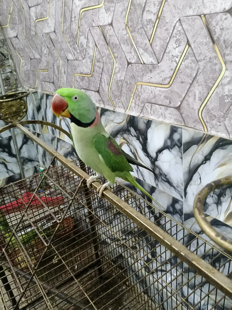 hand tame Talking and dancing parrot — photo 3