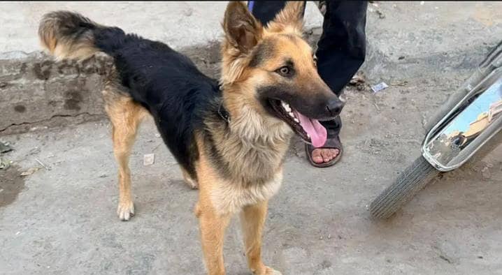 German Shepherd cross breed 1