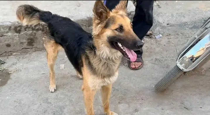 German Shepherd cross breed — photo 2