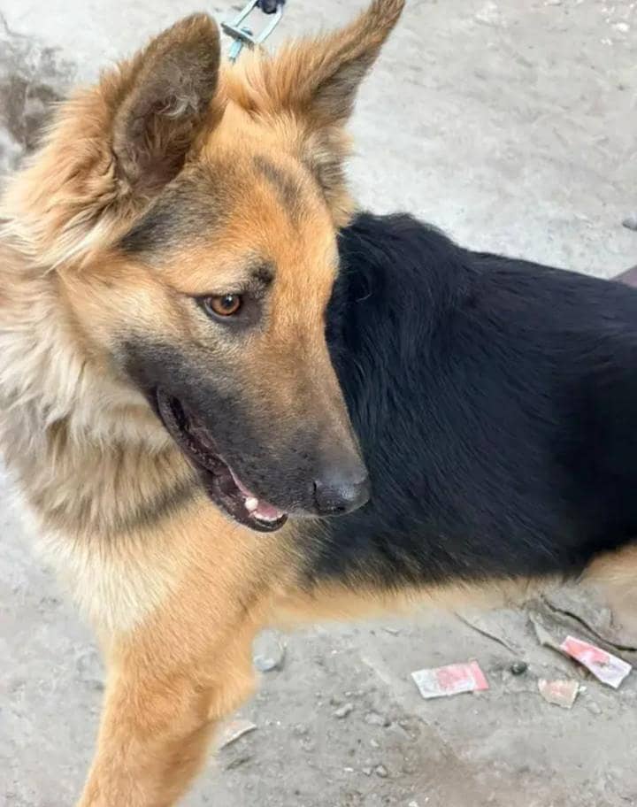 German Shepherd cross breed 2