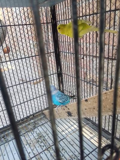 breeder pair for sale