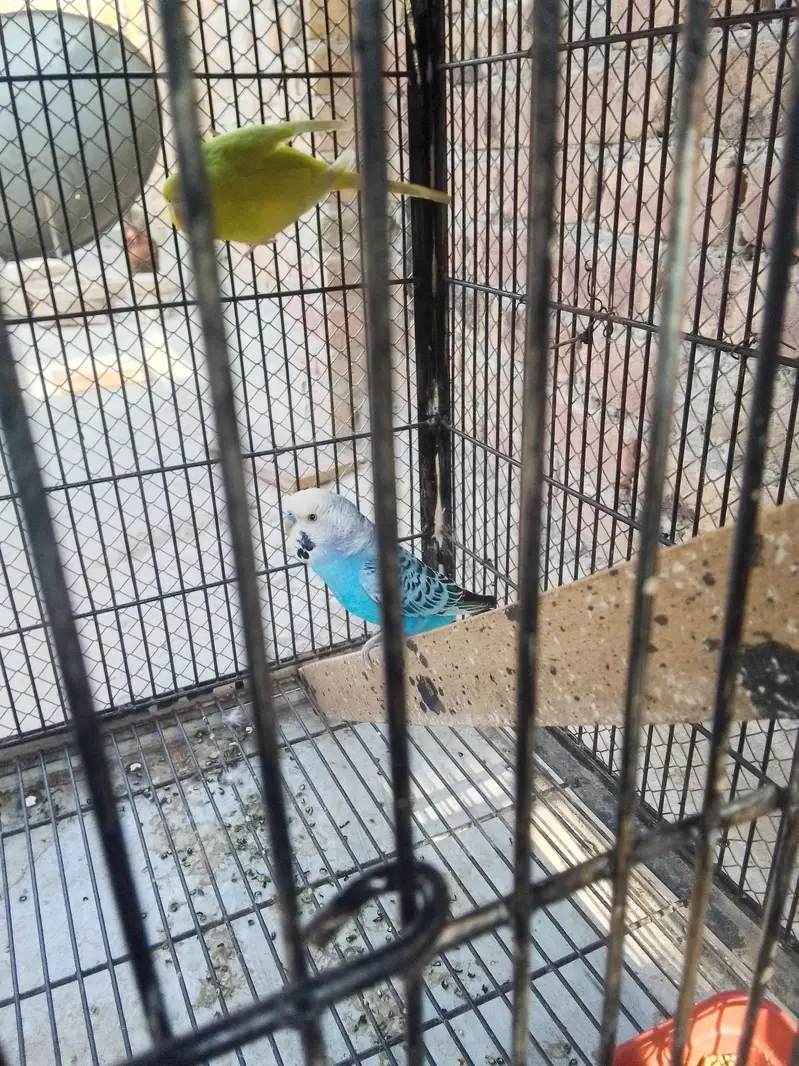 breeder pair for sale — photo 2