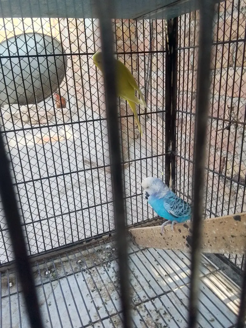 breeder pair for sale — photo 3