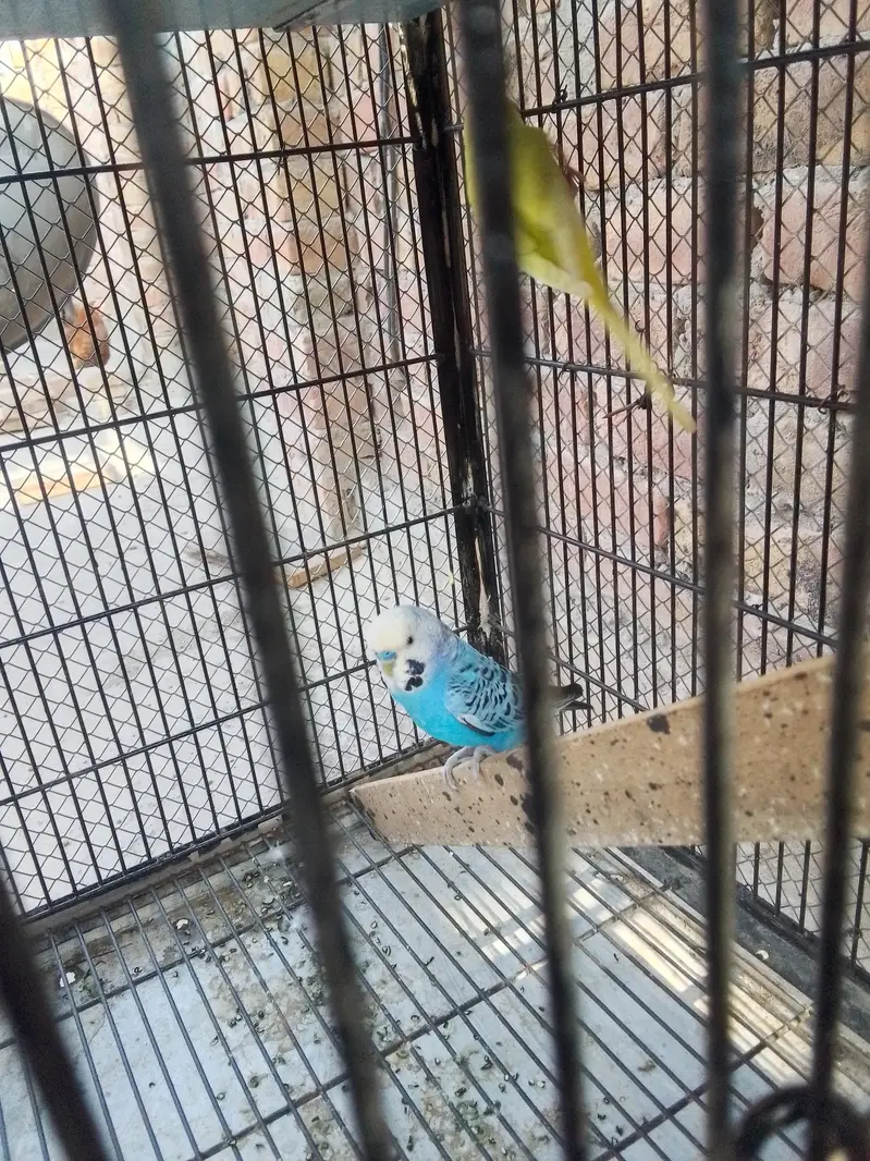 breeder pair for sale — photo 4