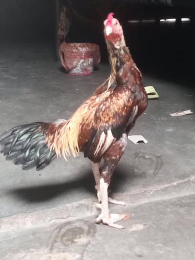 Shahjra Male