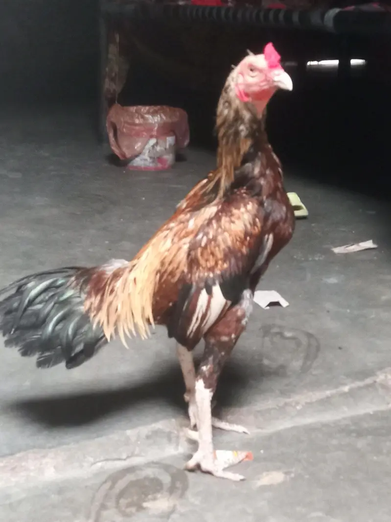 Shahjra Male — photo 3