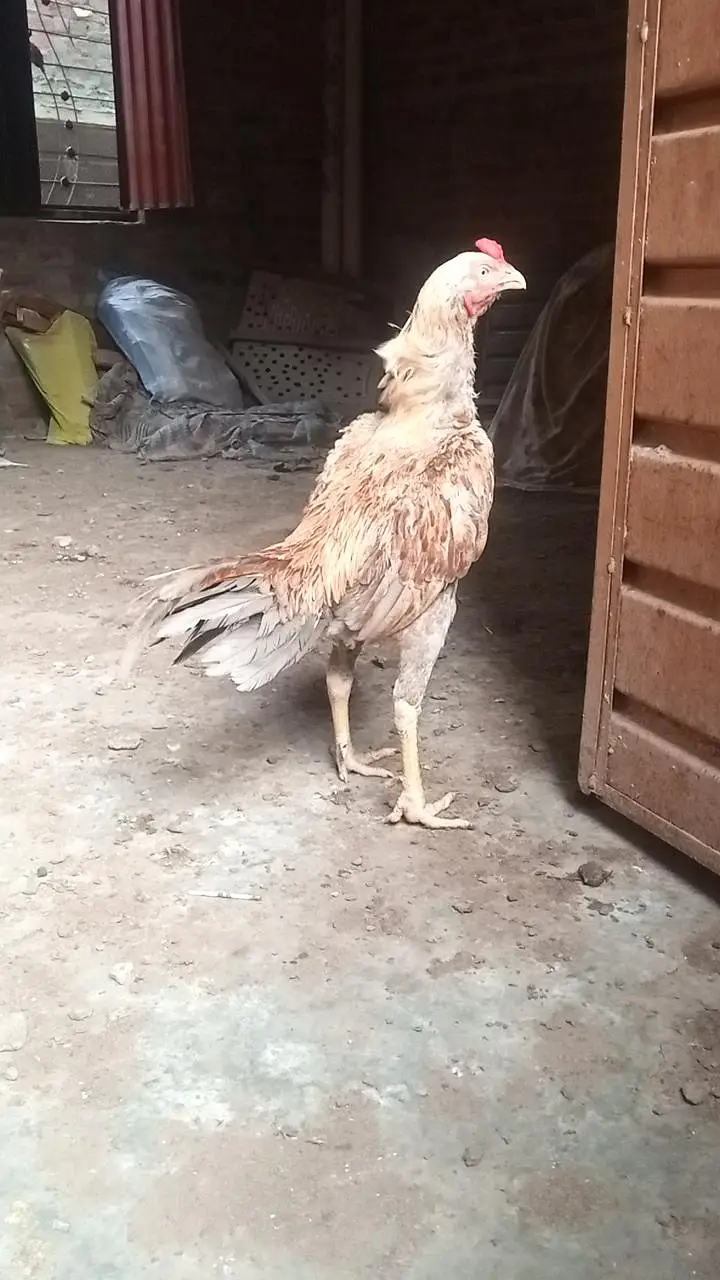 Shahjra Male — photo 4