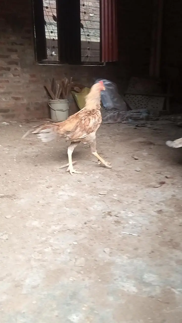 Shahjra Male — photo 5