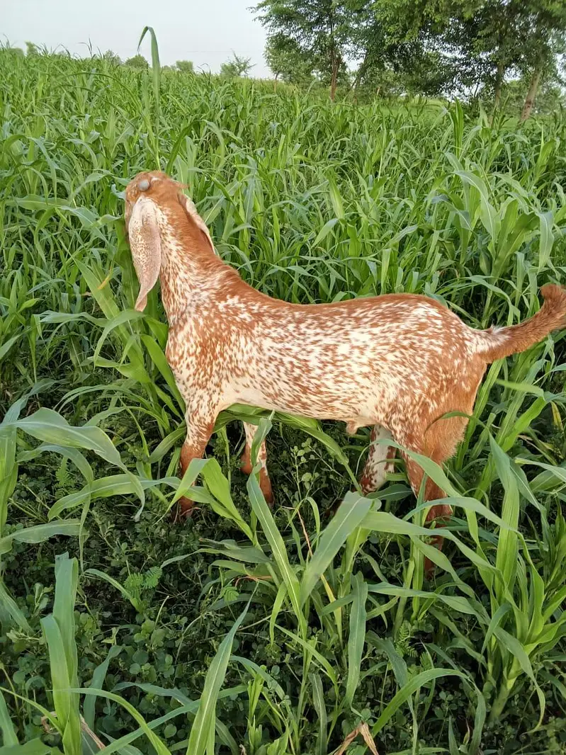 desi Bakra for Sale Mashallah Call 03490704921 — photo 2