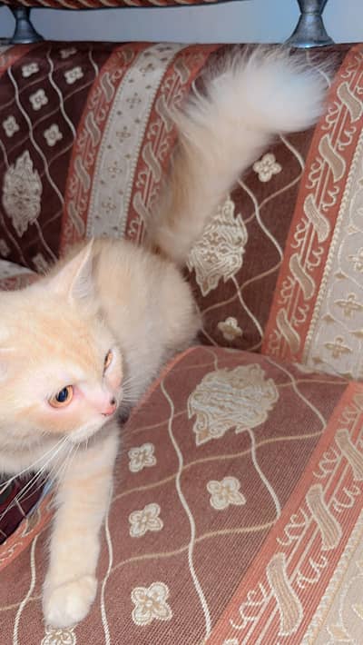 Cat persian