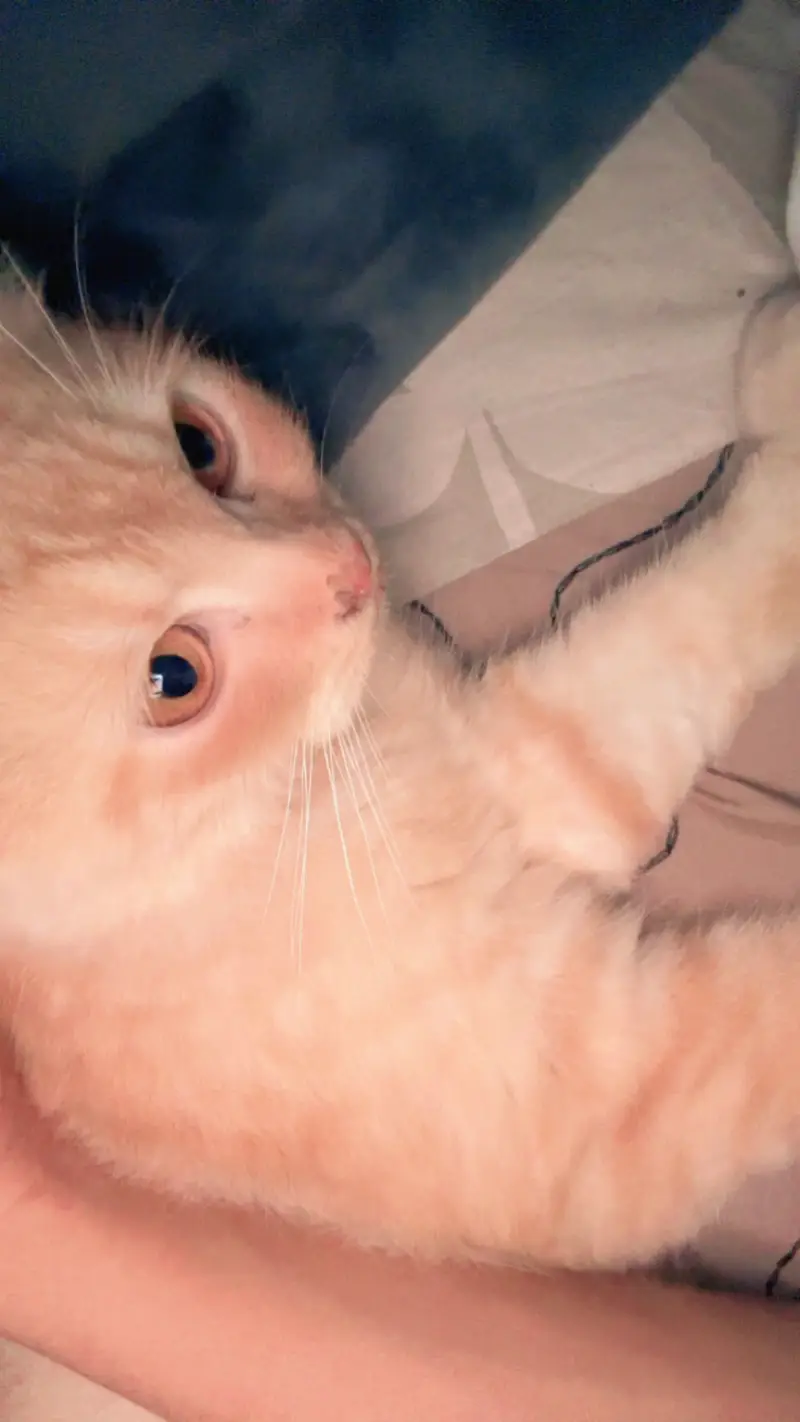Cat persian — photo 2