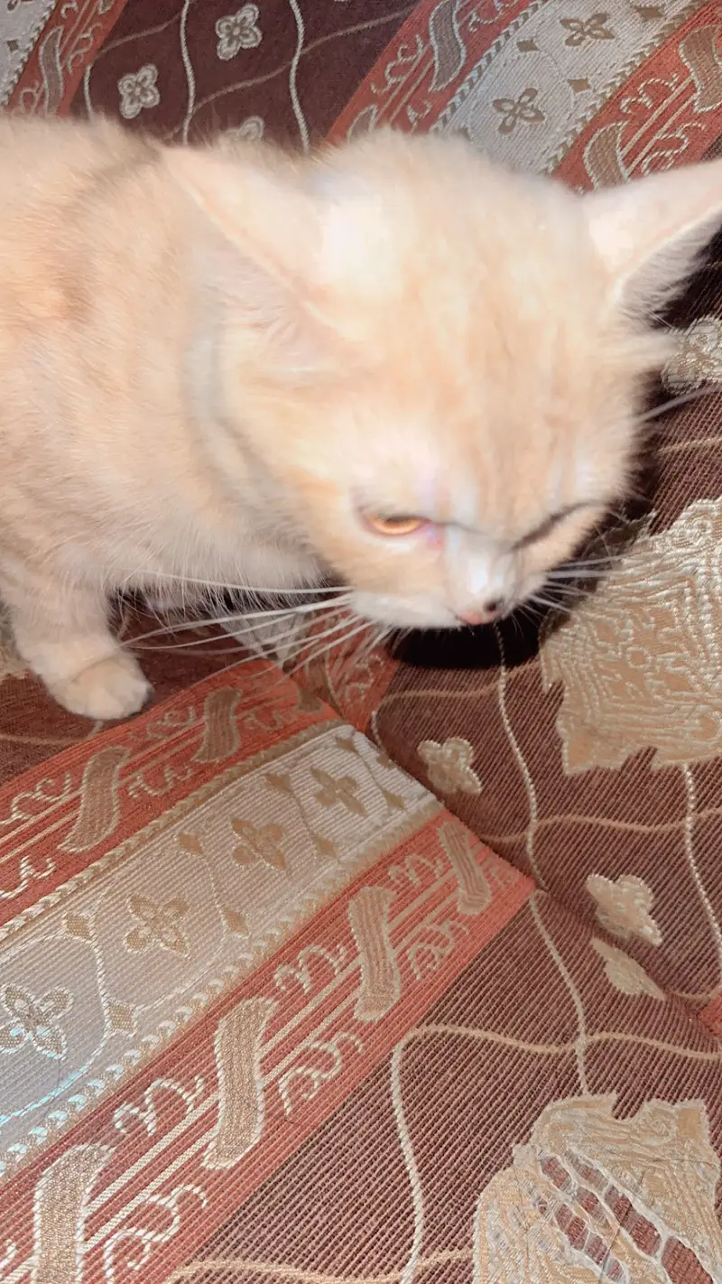 Cat persian — photo 3