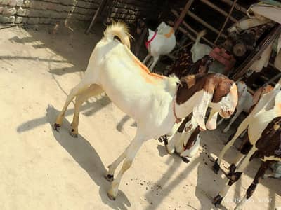 3 Bakre for sale