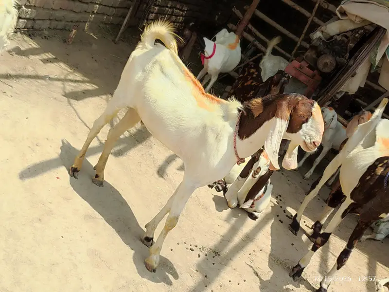 3 Bakre for sale — photo 2